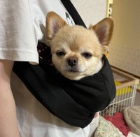 散歩に行っても歩かないのでわんこバッグを導入されたてんくん（提供：てん（６）さん）