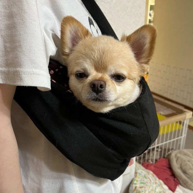 散歩に行っても歩かないのでわんこバッグを導入されたてんくん（提供：てん（６）さん）