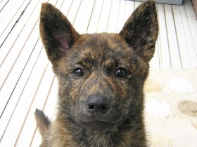 ペット可賃貸物件の探し方　18kgの愛犬を連れて引っ越し、理想の部屋に出会うまで