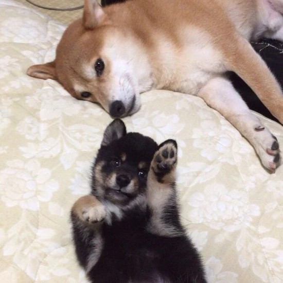 家にきたころの「ひまわり」