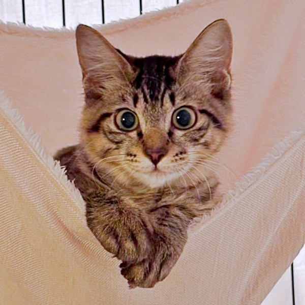 お迎え初日、ハンモックでくつろぐ生後4カ月のふわりちゃん（画像提供：とららさん）