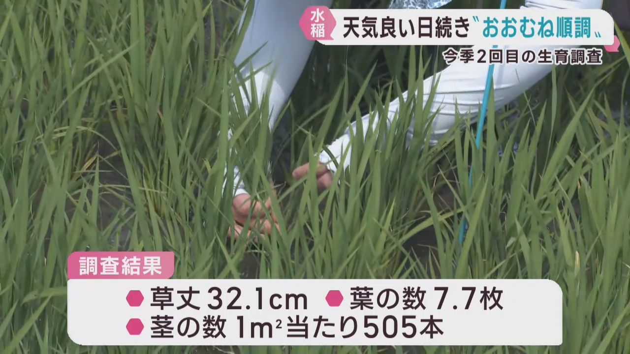 稲はおおむね順調に生育　宮城県で２回目の生育調査