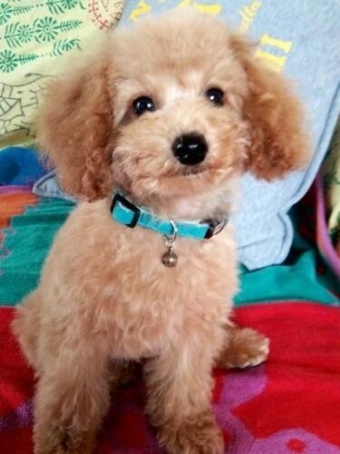 家にきたころの「モカ」