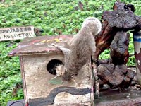 巣箱の中をのぞくクリハラリス（画像提供：NPO法人町田リス園 公式）