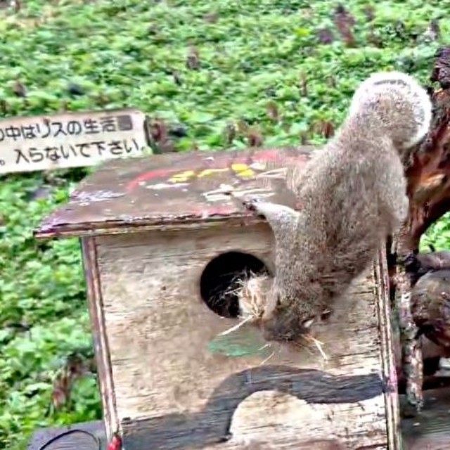 巣箱の中をのぞくクリハラリス（画像提供：NPO法人町田リス園 公式）