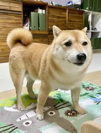 「AI顔認証でヒトと認識されがちな犬。」（飼い主さん）だというワン氏（画像提供：T.Katsumiさん）