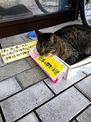 段ボールに入るロク＝2018年5月、宮崎市