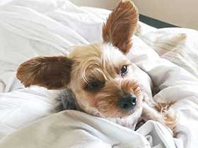 寝起きでぼんやり　びびりなヨークシャーテリアの「ラッキー」