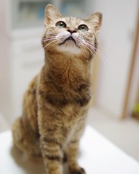 ごはん待ち。可愛いね！