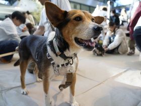 パナソニック保護犬猫譲渡会＠大阪　終了　保護犬猫たちに新しい出会いが多数