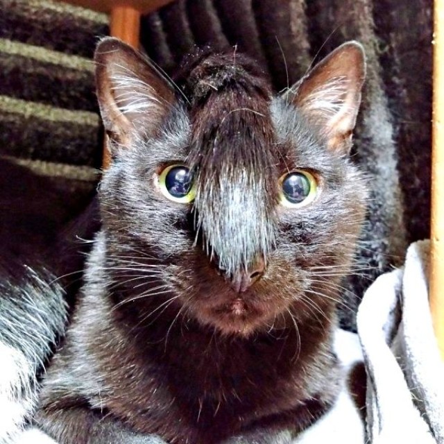 頭から尻尾が生えてる！？ 猫ではない何かに見える実陽くん（画像提供：秋十空さん）