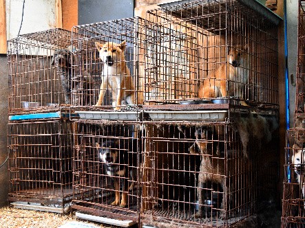 犬猫を劣悪な環境で飼育した疑い　業者を書類送検へ