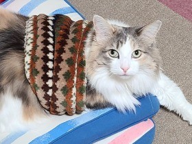 暖かさのおすそわけ　ノルウェージャンフォレストキャットの「月雫地（すだち）」