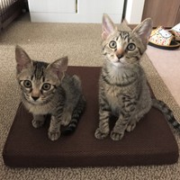 こんな可愛い子たちとの暮らしは楽しいはずなのに…