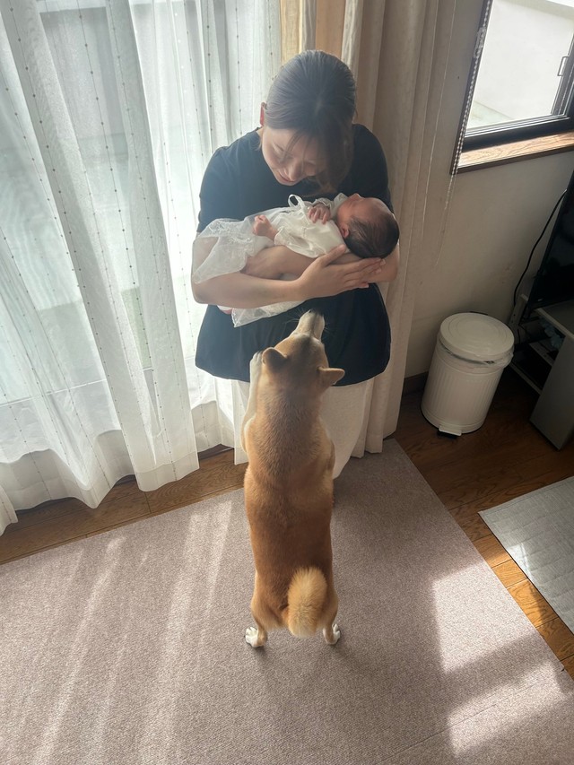 立ち上がって赤ちゃんを見つめるりんちゃん（提供：柴犬　りんさん）