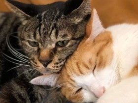 天国に行きかけた子猫　「天」と名付けられ、先住猫と幸せに暮らす