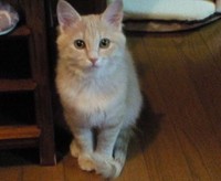 毛艶もよくなりふっくらしました。