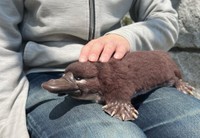 ほぼ等身大で制作（画像提供：Lilacoo（らいらっくー）さん）