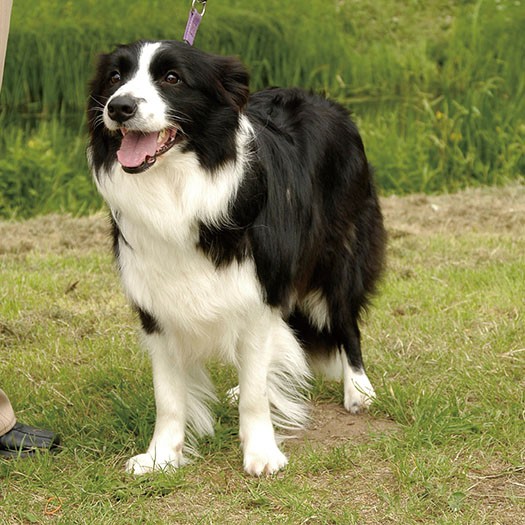 ボーダー コリー 身体能力や判断力に優れた牧羊犬の代表格 アスリートのような中型犬 Sippo シッポ