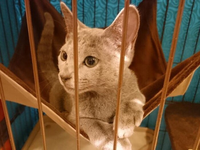 家にきたころの「はな」