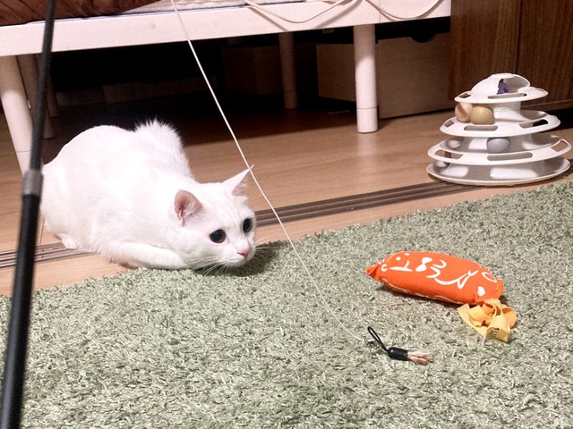 おもちゃに狙いを定めるめねちゃん（画像提供：めねこと時々中身さん）