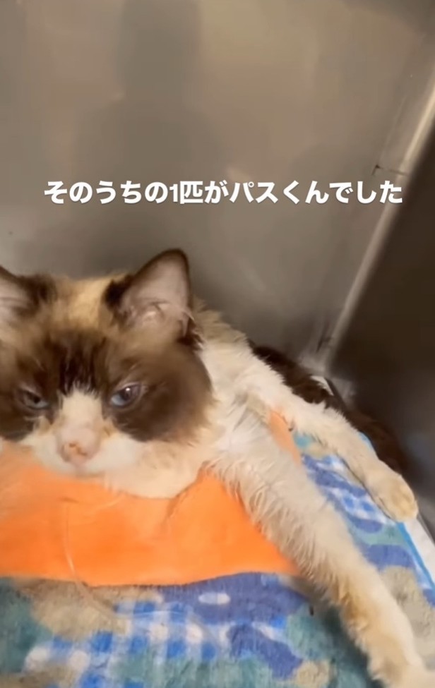 遺棄されたうちの1匹がパスくんだった（「ねこから目線。」さん提供、Instagramよりキャプチャ撮影）