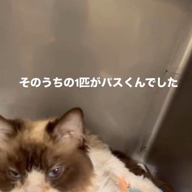 遺棄されたうちの1匹がパスくんだった（「ねこから目線。」さん提供、Instagramよりキャプチャ撮影）