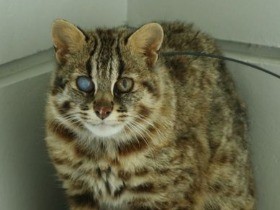 保護したツシマヤマネコ、訓練して自然に戻す訓練施設