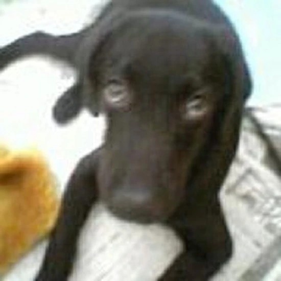 家にきたころの「ムーン」