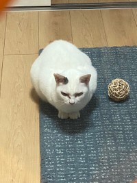 ボールで遊びたいと言うたにゃちゃん＝たにゃさん（@kabukinoraneko）提供