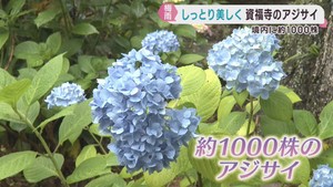 アジサイ寺の境内でアジサイが見頃　仙台・資福寺