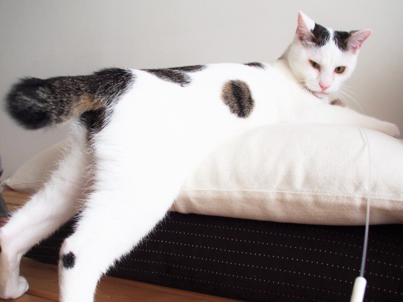 ボクはお尻も可愛いから撮ってね