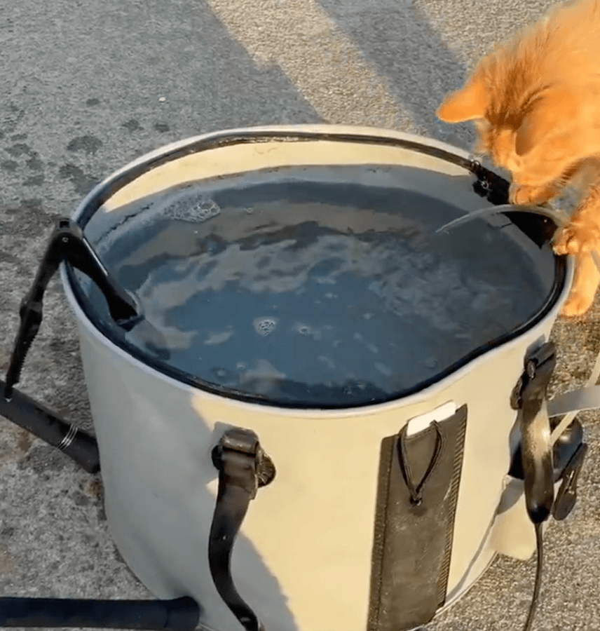 無言で「活かしバケツ」を覗いていたのは……猫さん！（動画からキャプチャー／提供：SHIMADAさん）