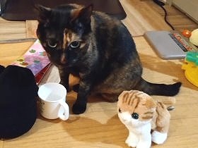 猫と仲良くできなくて？　娘の初めてのおねだりは猫のぬいぐるみ