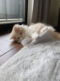 品質表示見てる！かわいい♡（提供：ビジュさん）