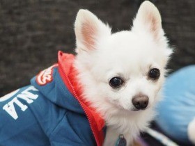 小さな犬が結んだ愛　「この子をなんとかしなきゃ」から、結婚へ