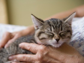 犬や猫の殺処分、全国で初めて５万匹を下回る　２０１７年度