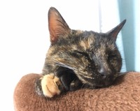 帰宅後、安心して眠るクッシュちゃん（提供写真）