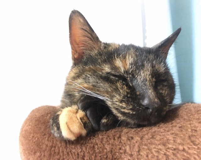 帰宅後、安心して眠るクッシュちゃん（提供写真）