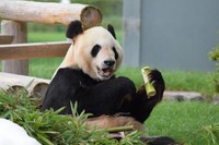 竹を食べるエイメイ＝2018年6月、和歌山県白浜町のアドベンチャーワールド、朝日新聞社