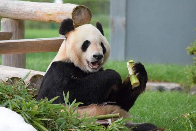 竹を食べるエイメイ＝2018年6月、和歌山県白浜町のアドベンチャーワールド、朝日新聞社