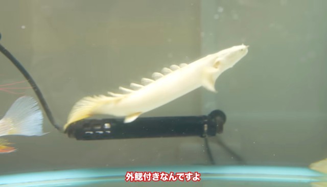 外鰓がついた幼魚のプラチナエンドリケリー／リックさん（@aquarium_rick_agguy）提供