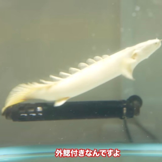 外鰓がついた幼魚のプラチナエンドリケリー／リックさん（@aquarium_rick_agguy）提供