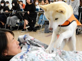 聴導犬ってこんな仕事するよ　大熊町で保護された「ふく」が実演