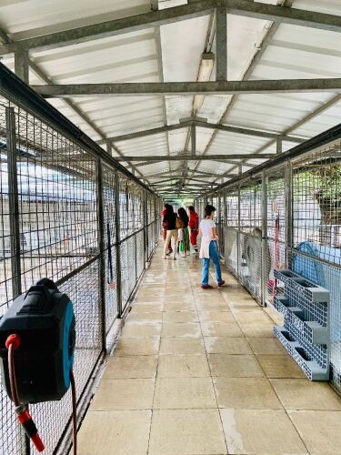 犬の保護スペース。１頭あたりのスペースは日本国内とは比較にならないくらい広い