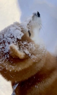 抱っこで動かそうとした飼い主さんを、静かに拒否するハルちゃん（動画からキャプチャー／画像提供：柴犬ハルさん @shibaharu_）