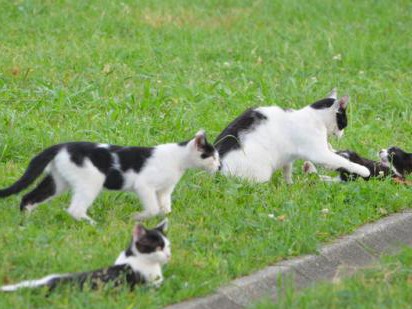 動物愛護週間ってなに？　みんなで考えよう、命のこと