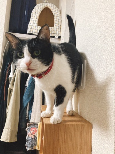 糸ちゃんが乗っているのは、無印良品の壁につけられる家具（箱）。傷がつきにくく賃貸にもおすすめ（なみさん提供）