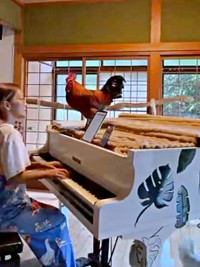 ぴあやのさんが弾くとーーやって来るニワトリ（画像提供：ぴあやの 島暮らしピアノ弾きさん）