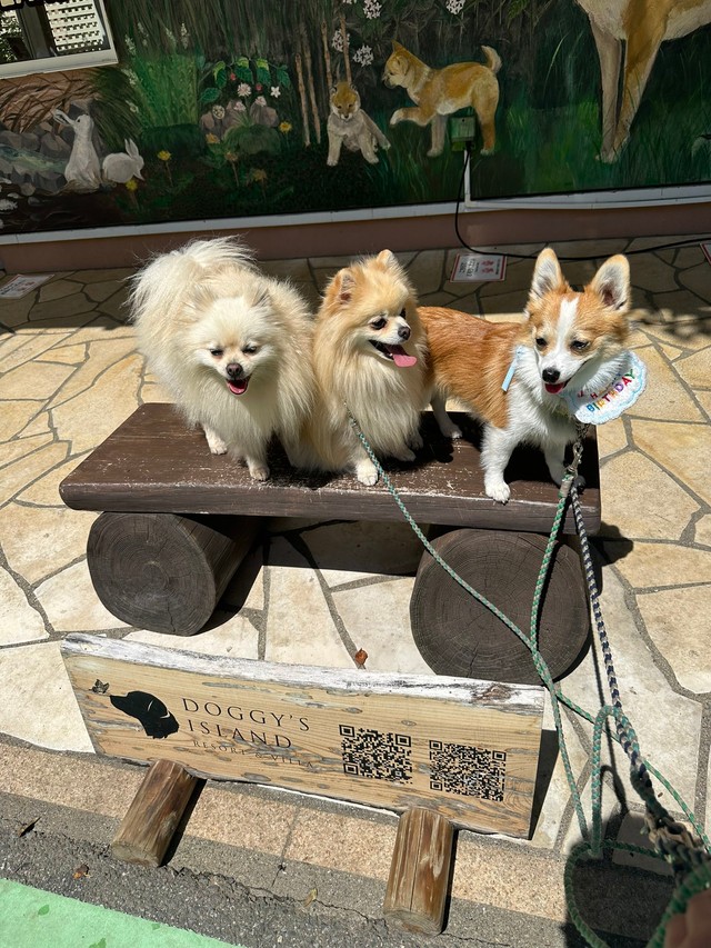 左からたぬくん、ゆきとくん、琥珀くん。耳を出していたのはたぬくんと琥珀くん…ご飯の催促でした（提供：たぬらにあんさん）